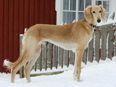 Tazillah Emilion